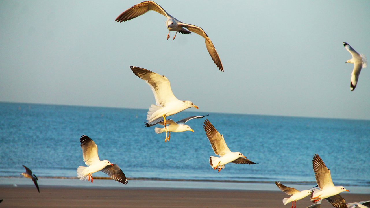 Mandvi Beach Arabian Sea Kutch